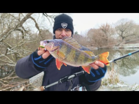 Видео: Тут завжди беруть Великі ОКУНІ !!! Ловля ЩУКИ і ОКУНЯ на Спінінг . р.Горинь