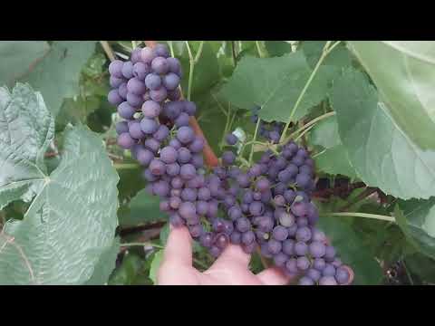 Видео: Виноград 🍇 Памяти Домбковской (ЧБЗ) . Неприхотливый сорт #виноград #garden #омск #summer #дача