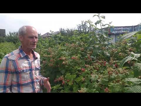 Видео: Гусар - отличный сорт для дачника