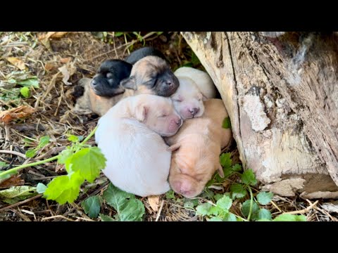 Видео: За этим деревом собака-мама хранила милый секрет 🐶🍃