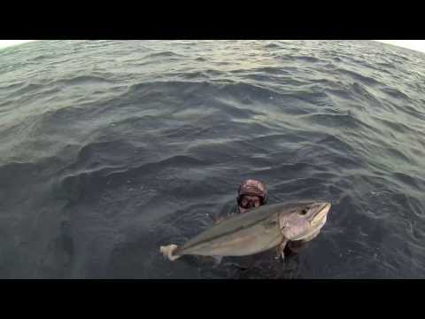 Видео: Spearfishing in indian ocean 2013 (Подводная охота в Индийском океане)
