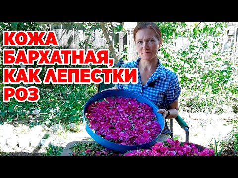 Видео: ОМОЛОЖЕНИЕ КОЖИ АРОМА ЧАЙ ИЗ ДИКОЙ РОЗЫ ЗАГОТОВКА ЛЕПЕСТКОВ ШИПОВНИКА