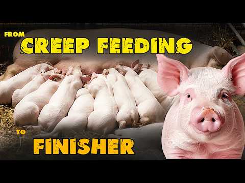 Видео: Как кормить свиней в агропромышленном свиноводстве