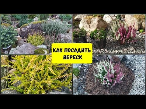Видео: Как посадить вереск.