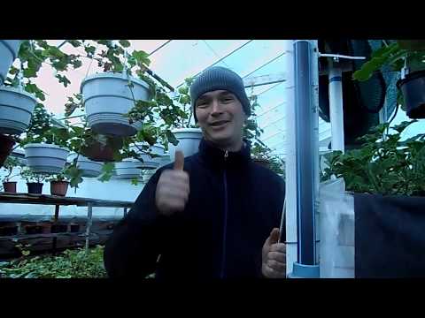 Видео: Как Избавиться от Белокрылки? Проверено на опыте!