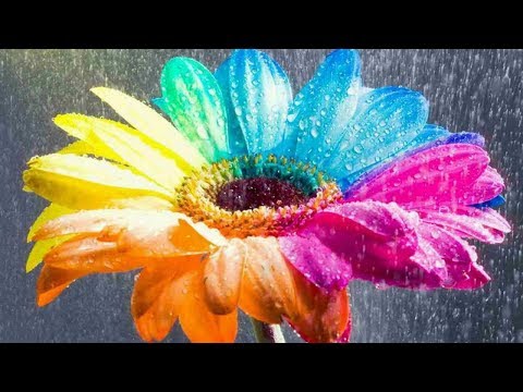 Видео: Сезонность цветов. Флористика. Видео курс.