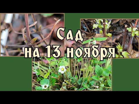 Видео: Сад на 13 ноября, последние штрихи перед заморозками. 