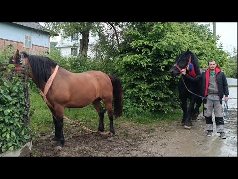 Видео: ✅ ЖЕРЕБЕЦЬ САМУРАЙ🎯КОБИЛА БАГІРА💣ТА ЗНОВУ ГАРНЕ (с РУНГУРИ)🏡🏔️💪👋🤝