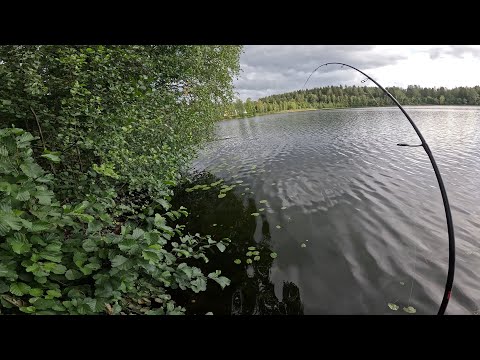 Видео: ОКУНЬ ПОД КОРЯГОЙ, ЕСЛИ ПОПАЛ СРАЗУ ПОКЛЕВКА...НО ГРОЗА!