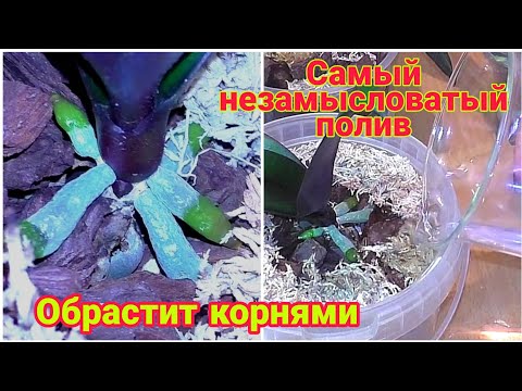 Видео: 🔥🔥🔥 Мамина орхидея возродилась. ЭКО посадка и полив запускающий орхидеи в рост без потерь корней ☝️