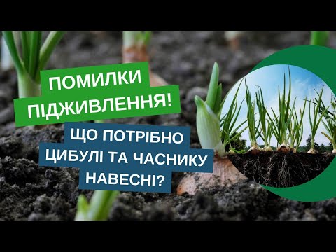 Видео: Цибуля та часник: що внести весною, щоб був урожай? Найкращі добрива!