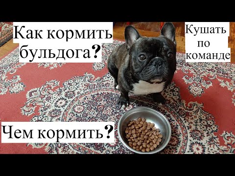 Видео: Как кормить французского бульдога. Чем кормить бульдога. Как научить собаку кушать по команде.