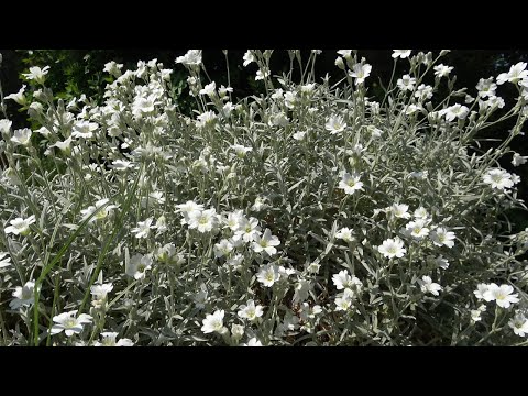 Видео: Епизод 66. Актуално състояние на моята градина. Почвена "умора". Отговори на въпроси.