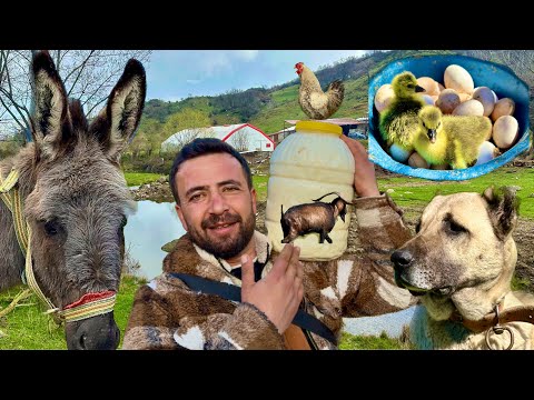 Видео: ЭТОТ ОСЁЛ, ЭТОТ ОСЁЛ!!! ОСЁЛ ПРОШЁЛ ТЕСТ / У КОЗЬЕГО МОЛОКА УВЕЛИЧИВАЕТСЯ / ОДИН С СОТНЯМИ ЖИВОТНЫХ