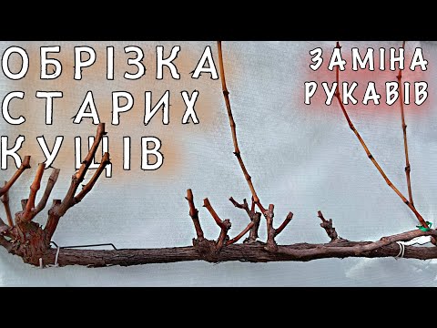 Видео: Обрізка СТАРИХ та ДОРОСЛИХ кущів. ЗАМІНА рукавів та ОМОЛОДЖЕННЯ куща. Стандартна обрізка на УРОЖАЙ