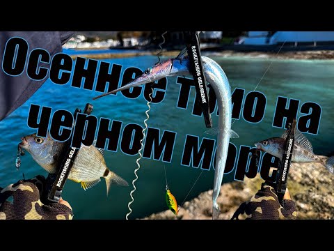 Видео: Осеннее трио на черном море