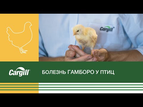 Видео: Болезнь Гамборо у птиц