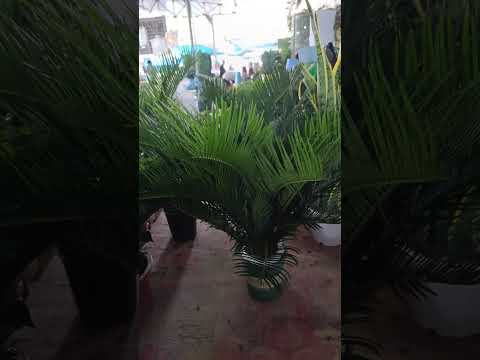 Видео: 28 октября 2025 г.