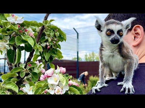 Видео: Лемур гуляет по улице😳 Помогает сажать деревья 😸 Знакомство с местными кошками🐒