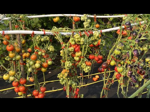 Видео: Люблю выращивать помидоры. Месяц спустя.