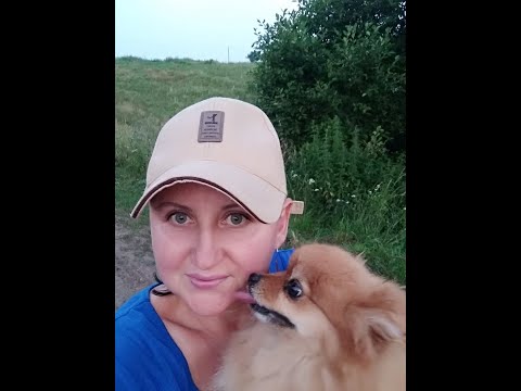 Видео: Шпиц.. Стоит ли заводить Померанского Шпица.