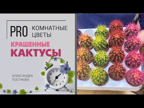 Видео: Цветные кактусы - это такой сорт или ловкость рук, немного краски и никакого мошенничества?