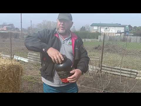 Видео: Посадка смородины. Мой вариант.