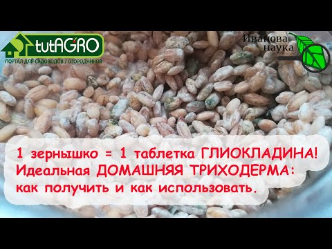Видео: СВЕРХ ВЫГОДНАЯ ДОМАШНЯЯ ТРИХОДЕРМА. Как получить, как выглядит и как использовать.