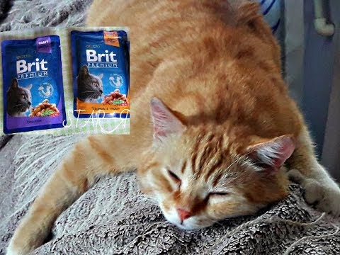 Видео: 🐆"BRIT". Тестируем корм для кошек Brit влажный...