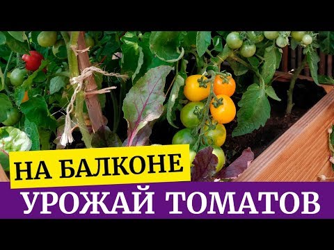 Видео: Томаты на балконе от А до Я.  Первый урожай, сорта.