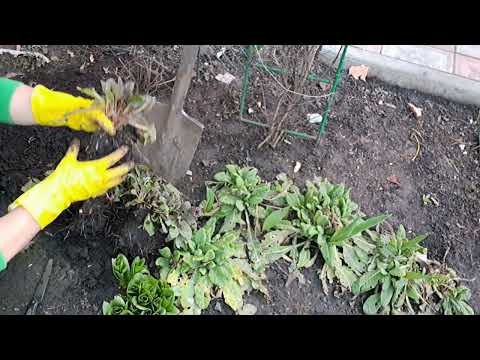 Видео: БОЛЬШЕ 5 ЛЕТ  ПРИМУЛА НА ОДНОМ МЕСТЕ. СРОЧНАЯ ПЕРЕСАДКА И ДЕЛЕНИЕ КУСТА.