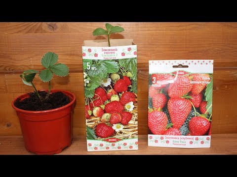 Видео: Рассада земляники из коробки  Как сохранить до посадки в грунт