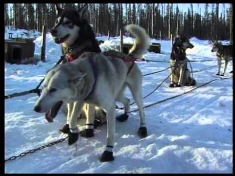 Видео: "Клуб путешественников" на Аляске и в Китае.