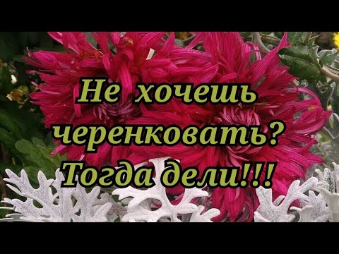 Видео: Хризантема. Размножаем хризантему без черенкования.
