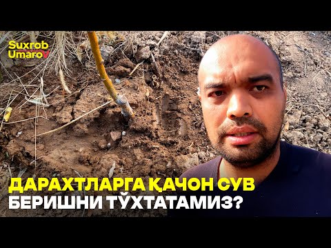 Видео: Яхоб сув қачон берилади ва нимага? #suxrobumarov #sugorish #suv #kuz