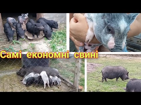 Видео: В'єтнамські свині,Відповіді .Що ж це за свині ?!