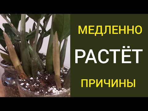 Видео: Замиокулькас ЗИМОЙ. Причины МЕДЛЕННОГО РОСТА.