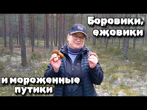 Видео: Боровики, ежовики и мороженные путики. 