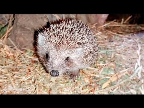 Видео: Спасявам таралежи🦔.Новите кокошки се оказаха петли🐓