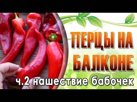 Видео: Перцы на балконе ч.2