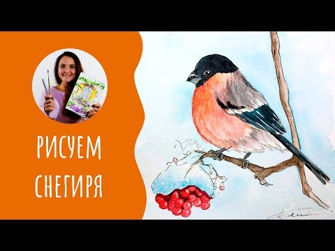 Видео: Как нарисовать снегиря. Урок рисования. Акварельный скетчинг.