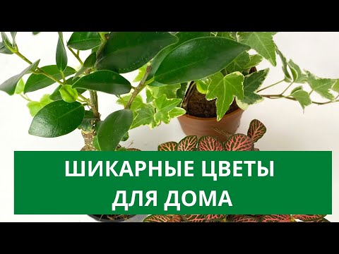 Видео: МОИ ЛУЧШИЕ КОМНАТНЫЕ ЦВЕТЫ - ФИТТОНИИ! Сажайте дома смело