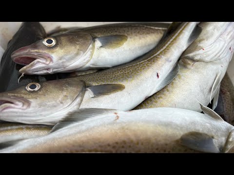 Видео: Рыбалка 🎣 на Баренцевом Море 2025 у Михалыча