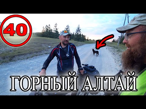 Видео: Горный Алтай на велосипеде. ВОТ ТАК ВСТРЕЧА! Увязалась собака. Улаган. На пути к Телецкому озеру