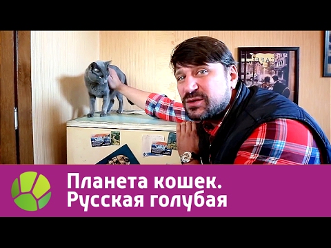 Видео: Русская голубая. Планета кошек | Живая Планета