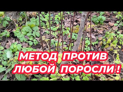 Видео: МЕТОД ПРОТИВ ЛЮБОЙ ПОРОСЛИ! Как избавиться от поросли деревьев и кустарников на участке