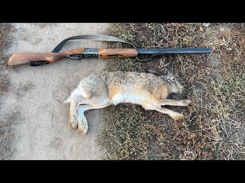 Видео: Заяц взят! Охота с собакой и домашняя тушенка