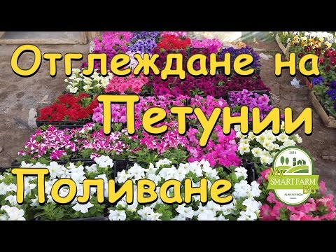 Видео: Отглеждане на Петунии - Поливане