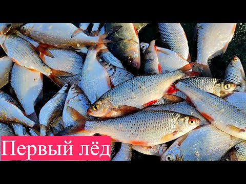 Видео: ПЕРВЫЙ ЛЁД! ЗИМНЯЯ РЫБАЛКА НА МОТЫЛЬ. ЖОР БЕЛОЙ РЫБЫ НА МОРМЫШКУ.