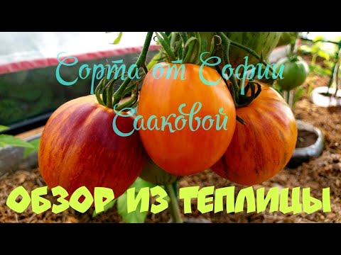 Видео: 20. ОБЗОР ТОМАТОВ ИЗ ТЕПЛИЦ. Август 2025 г.